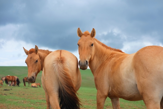 馬のイメージ写真