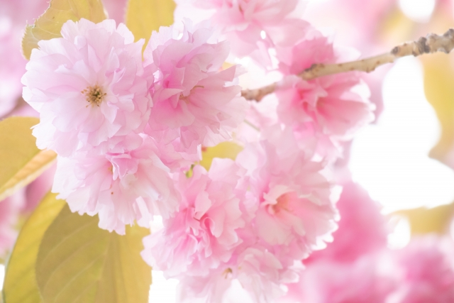 桜の花のイメージ写真